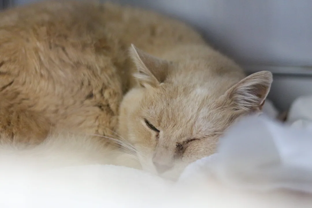 FOTO VET SCHIAVONIA 082 4K Scaled