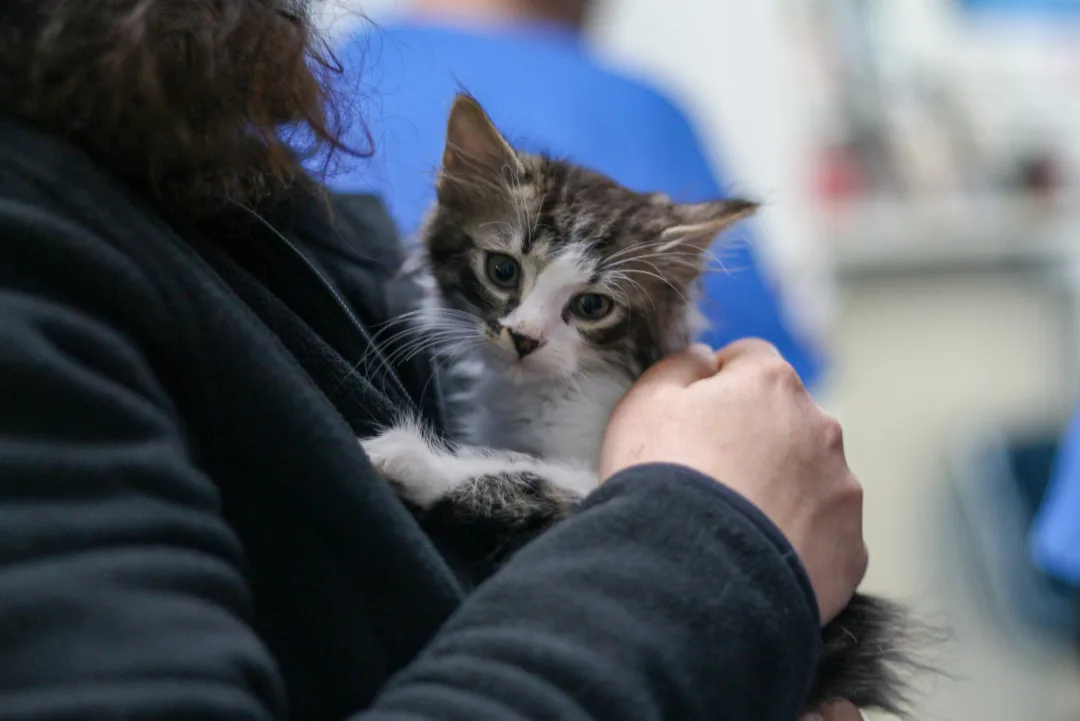 FOTO VET SCHIAVONIA 105 4K Scaled