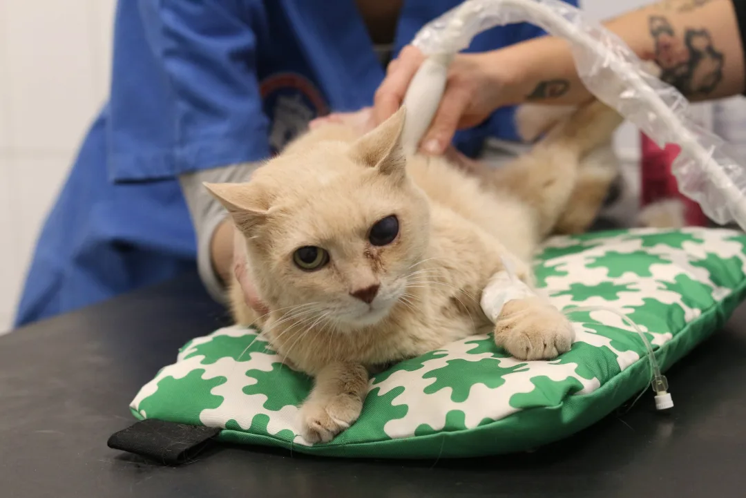 FOTO VET SCHIAVONIA 113 4K Scaled